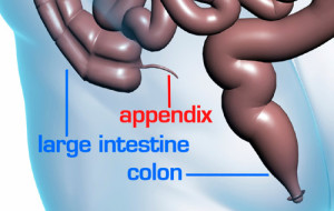 appendix