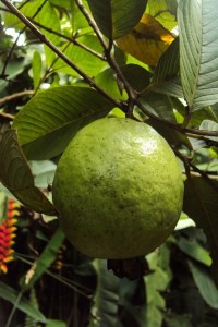 guava
