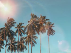palm hearts