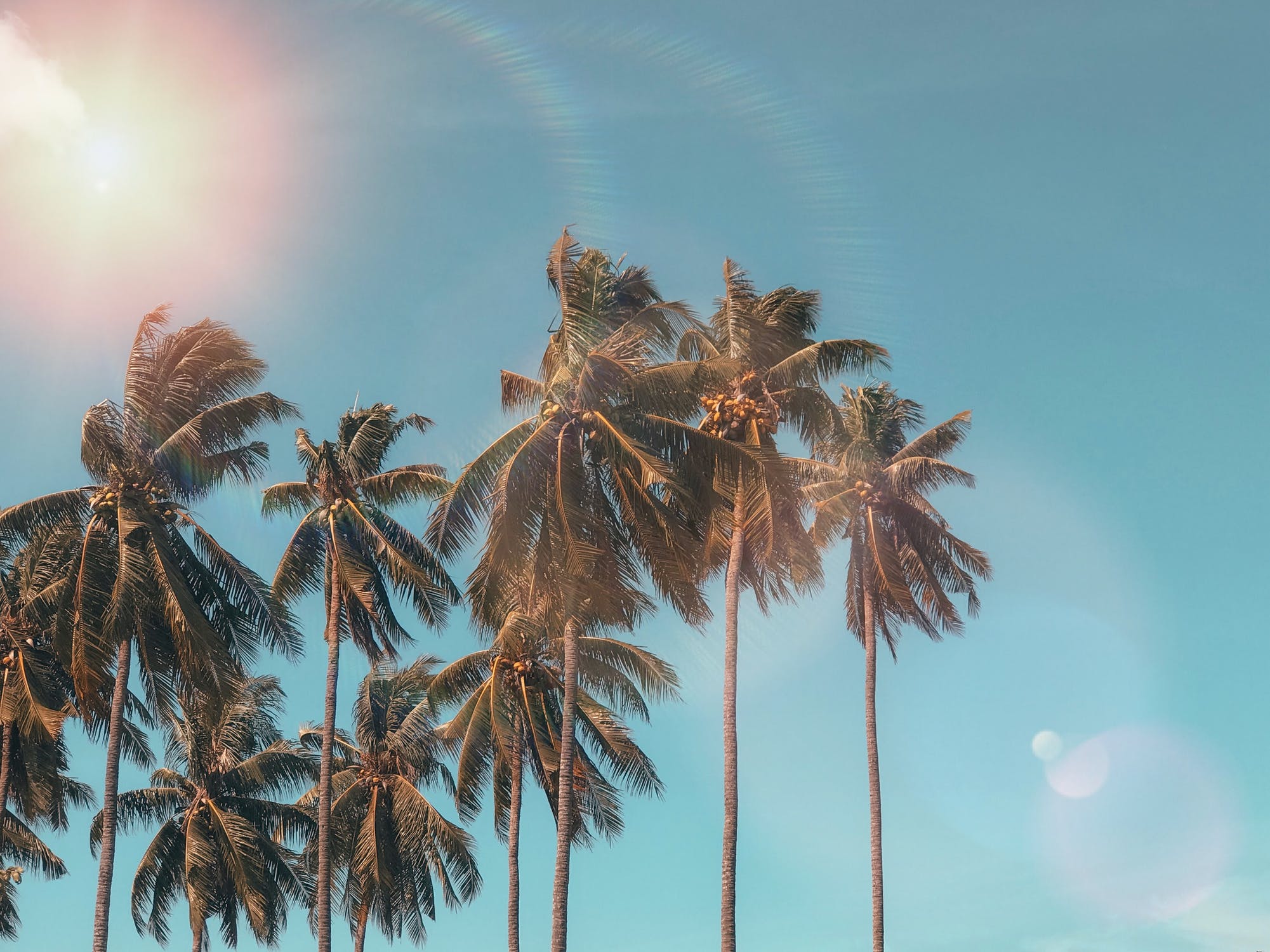 palm hearts