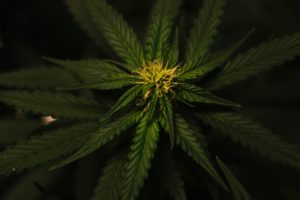 CBD Oil Philippines