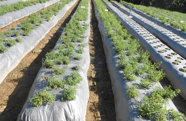 Stevia Grow